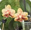 Phal. Yaphon Lobspis Yaphon Goldrose